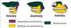Hyomandibular provides complete support posteriorly
Loose anterior ligament attachment
Allows jaw to protrude