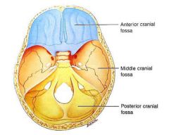 - Fossa cranii anterior (frontaalkwab)
- Fossa cranii media (temporaalkwab)
- Fossa cranii posterior (cerebellum)