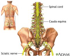 Wervels L1 tot S2 bevatten geen ruggenmerg meer maar losse zenuwen, die cauda equina (paardenstaart) worden genoemd