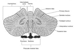 Vestibulaire kernen van het cerebellum