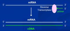 What lab test converts mRNA into cDNA?
