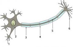 Short branching extensions that serve as the main receptive or input region of neuron (#1 on the diagram)