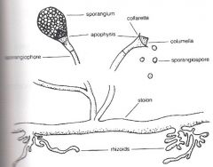 Zygomycetes (aseptate, zygospore, sporangia, ribbon like hyphae)


Causes: Zygomycosis (mucormycosis)-rhinocerebral, pulmonary, gastrointestinal, subcut., disseminated infection


-rhizoids btw sporangiophores
-pyriform (pear-shaped) to spherical ...