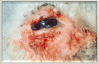 A lamb is born with eyes like this, blepharospasms, epiphora, corneal opacity- diagnosis? Cause? Tx?