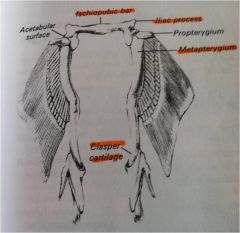 Puboishiac bar connects fins
Only has metapterygium and propterygium