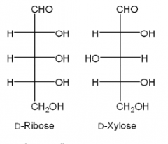 14. What is the relationship between D-ribose and D-xylose?
a. they are diastereomers
b. they are constitutional isomers
c. they are tautomers
d. they are enantiomers