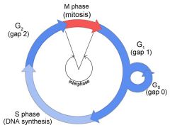 Ex. Part of cell cycle that includes, G1, S G2