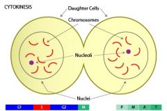 Ex. Cytoplasm following the nucleus