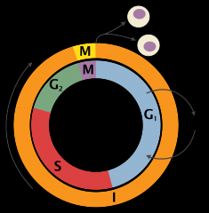 The cell cycle is the series of events that tale place in a cell leading it's division and duplication (replication).