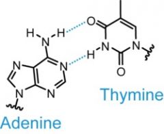 Ex. Adenine and Thymine