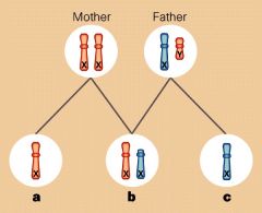 Ex. 23 pairs of chromosomes