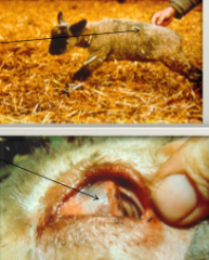 Lamb with "saw-horse" posture and prolapsed 3rd eyelid 3-10 days following marking. Likely Dx?