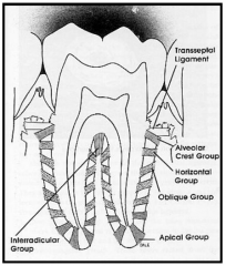 The Horizontal fibres are the next group apical to the alveolar crest group. 

They run from cementum to bone in a horizontal direction.