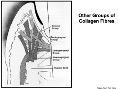 Alveologingival Group run from the bone of the alveolar crest to the lamina propria of the free and attached gingiva.