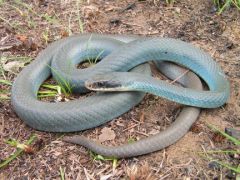 Great Lakes Blue Racer