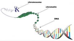 chromatin-  