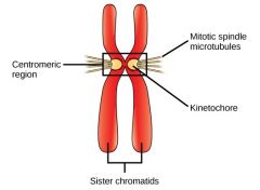Ex. Point where sister chromatids touch