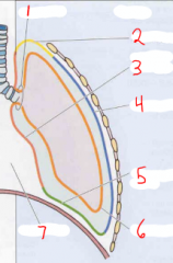 Associated the numbered areas 3, 4,5  with a particular nerve supply.
