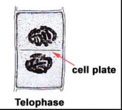 cell plate- 