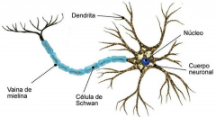 1) Axón, dendritas y cuerpo celular o soma


 


2) Dendritas: ramificadas, son la vía de entrada de información nerviosa


 


3) Axón: único, más grueso, es la vía de salida de la información


 


4) Vaina mielina: proteg...