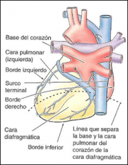 Caras del Corazón
• Anterior (esternocostal). Ventriculo derecho 
• Diafragmática o inferior. Ventriculo izquierdo y 
parte del derecho. En relación al tendón central del 
diafragma 
• Pulmonar o izquierda. Ventriculo izquierdo.