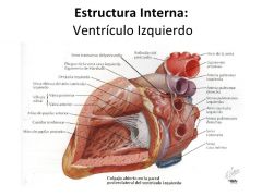 El Ventriculo izquierdo tiene también una superficie rugosa en la entrada de la sangre y una lisa 
en su salida. Solo contiene dos musculos papilares debido a que la Valvula mistral solo tiene dos valvas. 
Al salir la sangre por la Valvula aortic...