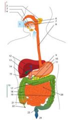This took me forever to learn for some reason...

Liver & gallbladder -- Right upper Quadrant 

Stomach & Spleen --Left Upper Quadrant 

Cecum & Appendix -- Right Lower Quadrant 

End of descending colon & sigmoid Colon -- Left Lower Quadrant
