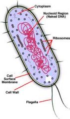 - Simplest organisms.
- Ubiquitous (found everywhere)
- Metabolically diverse.
- Plasma Membrane - surrounds cytoplasm.
- No distinct interior compartments.
- Contains ribosomes.