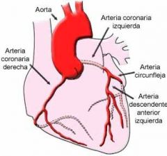 Dos arterias coronarias emergen, la derecha y la izquierda.
La derecha desciende a lo largo del surco coronario entre la aurícula y Ventriculo derechos. 
Termina como la rama interventricular posterior.
La coronaria izquierda tiene dos ramas prin...