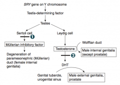 Inability to convert T → DHT
- Formation of male internal genitalia with ambiguous external genitalia until puberty
- At puberty, testosterone levels increase causing masculinization