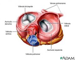 El drenaje venoso se da a través de las venas posteriores, media y magna entre otras afluentes y 
variantes que confluyen en el seno coronario el cual a su vez desemboca en la aurícula izquierda
