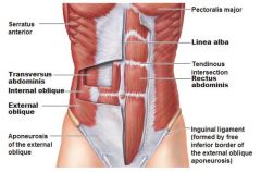 The L1 iliohypogastric & ilioinguinal nerves can be anesthetized by injecting 1 inch superior to the ANTERIOR superior iliac spine 

All nerves and deep blood vessels lie b/w the INTERNAL Oblique & Transversus Abdominis musclces. 
Arteries term...