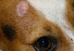 A young pup, seized from a puppy farm shed with over 20 other pups inside is presented to you with a patch of alopecia and some inflammation. You use a Wood's lamp to inspect it and notice it fluoresces. What is the likely cause of this lesion?