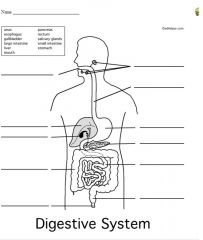 Name the parts of the digestive system