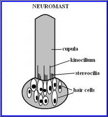 Has sensory hair cells- bunches of mechanoreceptors, each bunch is cupula
Pressure wave moves hair and sends nerve impulse to brain