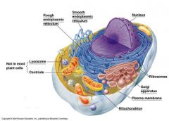 The Rough ER (Endoplasmic Reticulum). Might need an ER if i have to say that again.