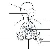 Name the parts of the Respiratory System