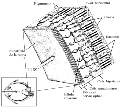 8. Capa de las células ganglionares: Está formada por los núcleos de las células ganglionares.
9. Capa de fibras del nervio óptico: Está formada por los axones de células ganglionares que forman el nervio óptico.
10. Capa limitante interna...