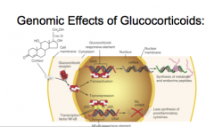 1. Glucocorticoids are cell-permeable
2. Binding to glucocorticoid receptors in the cytoplasm
3. The Hormone–Receptor complex translocates into the nucleus
4. Binding to the promoter regions of target genes (5-25% of genome) 5. Stimulation or re...