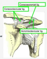 Explain the functions of each Acro-clavi joint


 