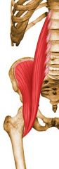 Acts in flexing thigh at hip joint and stabilizing this joint
