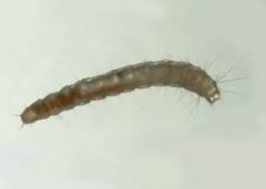 Flea LarvaeSiphonaptera