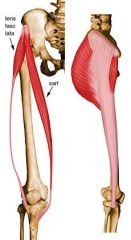 Iliotibial tract (IT), wich attached to lateral condyle of tibia