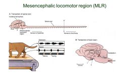 Mesencephalic motor region

Initiation and termination= motor cortex, but flexors and extensors can be controlled automatically after (you don't have to think about it unless something catches your attention)