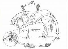 Horse Bots (Gastrophilus)
- Infects horses.- Bot eggs are not only aesthetically unpleasing, but once they have hatched into larvae, they also may cause the horse pain and irritation in the mouth. Adult flies that have developed from larvae may al...