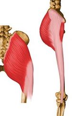 Extensor and lateral rotator of hip joint.
Abductor and Adductor as well