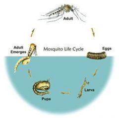 Mosquito (Culicidae)
- Any mammal can be bitten by a mosquito.- This is a problem because mosquitoes can spread malaria and other parasites. Also when bitten by a mosquito, it leaves behind an uncomfortable itchy, red bump.- Symptoms: Itchy bumps,...