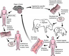 Taenia Tapeworm (Taenia)
- Can affect pigs, cows, dogs, cats and pretty much any other mammal.- If your animals are infected with tapeworm, it can spread very rapidly and you may even get it.- Tapeworms can cause digestive problems including abdom...