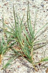 Hybrid Bermudagrass