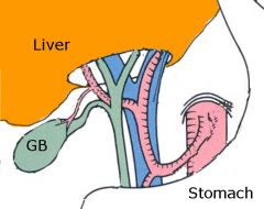Consists of 2 ligaments: hepatoduodenal & hepatogastric ligament 

It includes gastric vessels & the  hepatoduodenal enclosing the portal triad, which consists of, anteriorly to posteriorly situated 

Bile Duct (also most lateral) 
Proper hep...